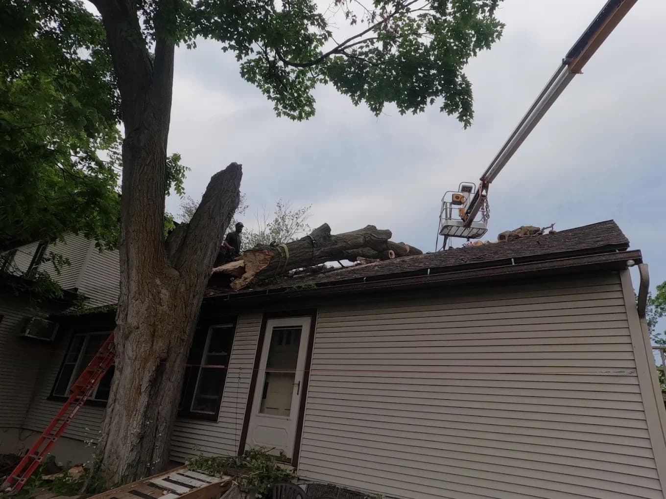 Tree Trimming photo — G & R Tree Surgeons